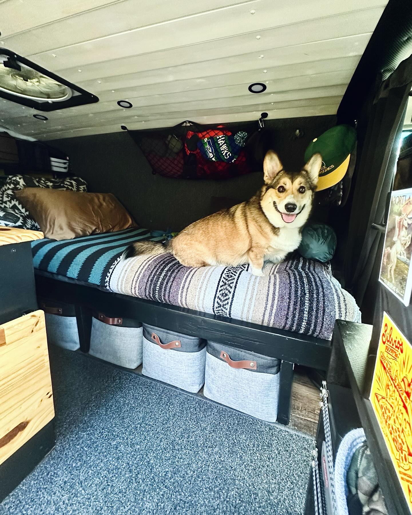 Dog in van